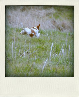 DSC_3031-pola