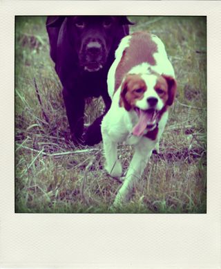 DSC_3316-pola