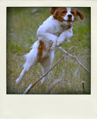 DSC_3304-pola