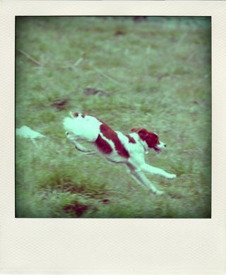 DSC_3168-pola