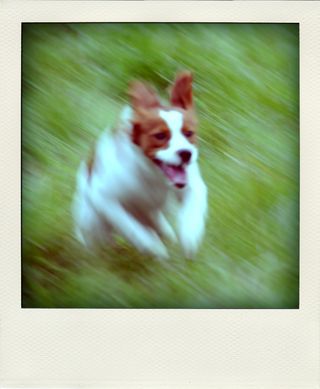DSC_2923-pola