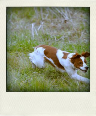 DSC_3022-pola