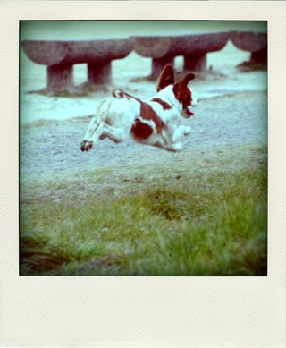 DSC_3127-pola