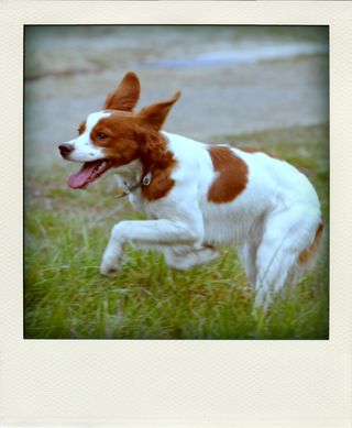 DSC_3096-pola