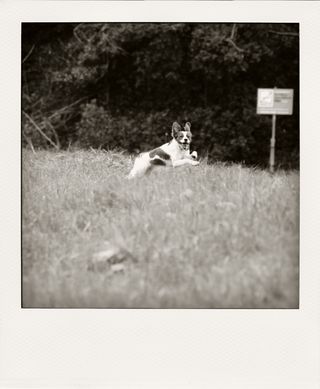 DSC_3276m-pola