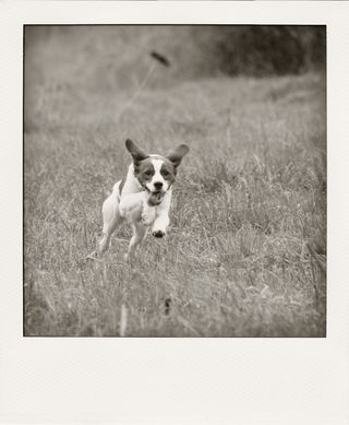 DSC_3301m-pola