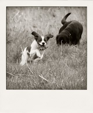DSC_3329m-pola