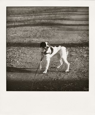 IMGP5820-pola
