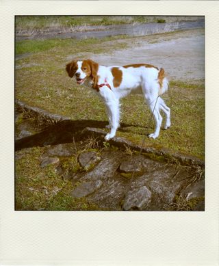 R0013255-pola