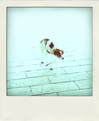 R0013831-pola