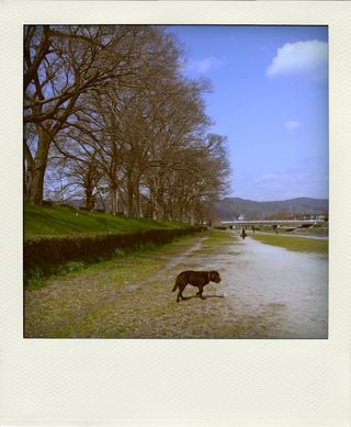 R0013590-pola