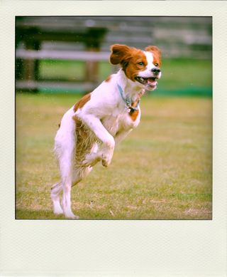 DSC_5279-pola