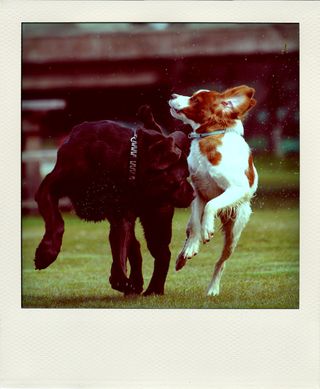 DSC_5289-pola