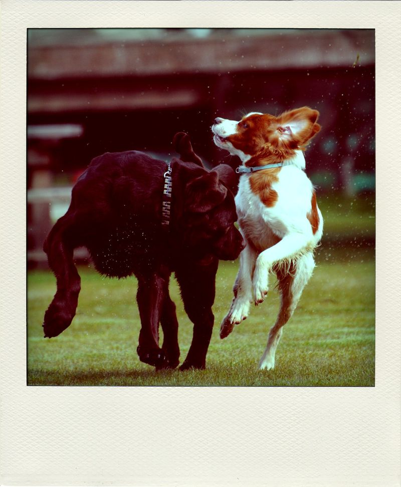DSC_5289-pola