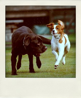 DSC_5290-pola