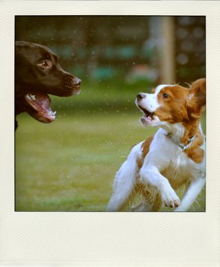 DSC_5291-pola