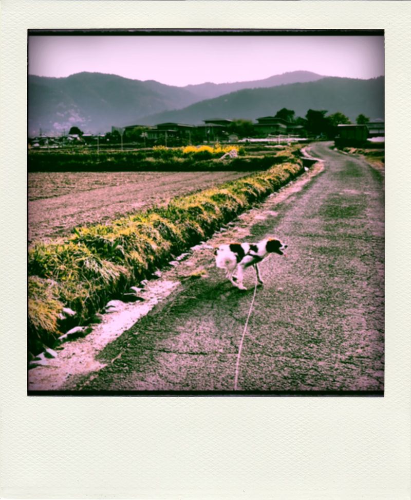P4103735-pola