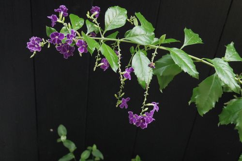 IMGP1461
