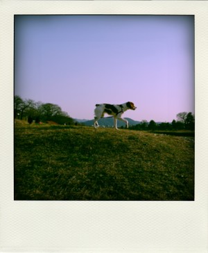 Imgp4889pola_3