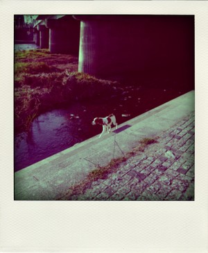 Imgp4873pola_2