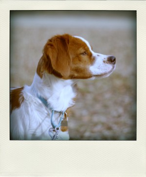 Imgp5292pola_2