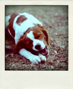 Imgp5358pola_2