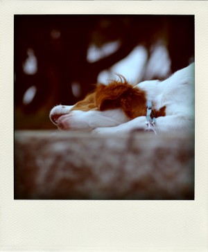 Imgp5397pola
