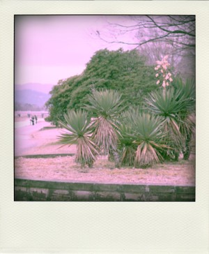 Imgp5448pola