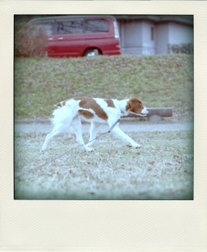 Imgp5459pola